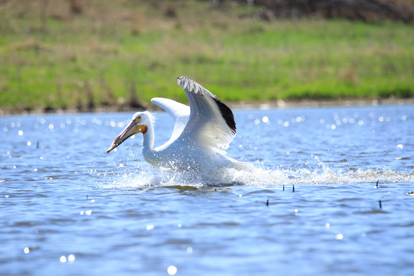 Pelican 1